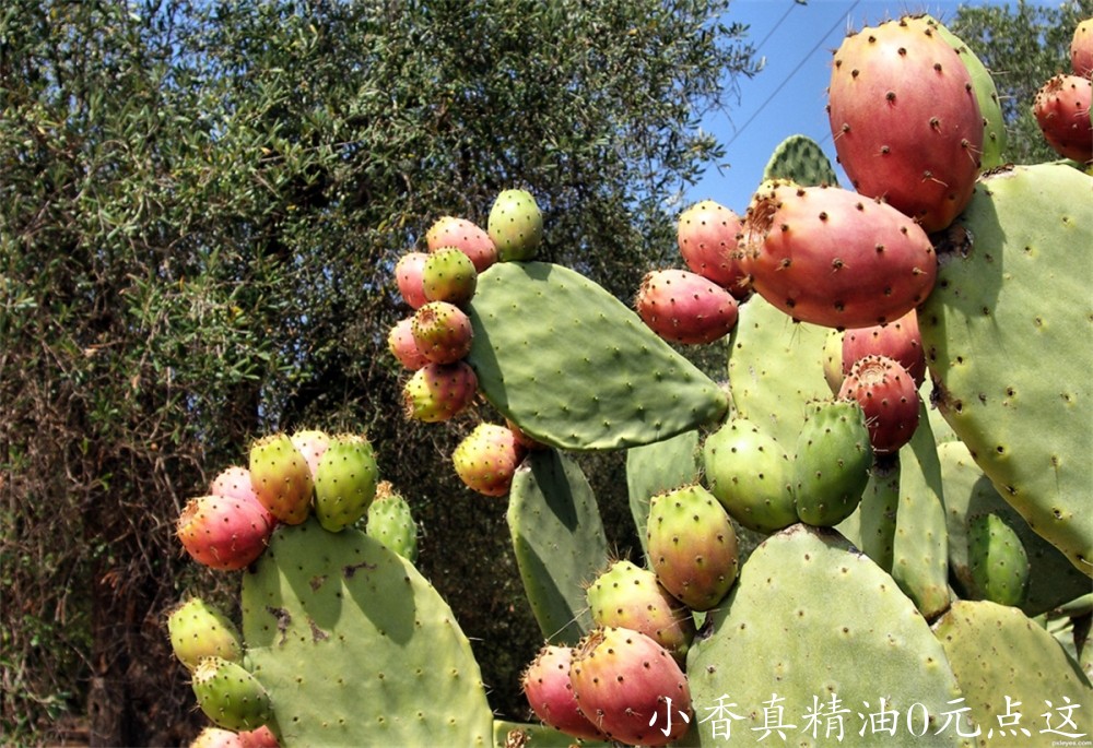 仙人掌Prickly-pear-4e101aaadb99c_hires.jpg