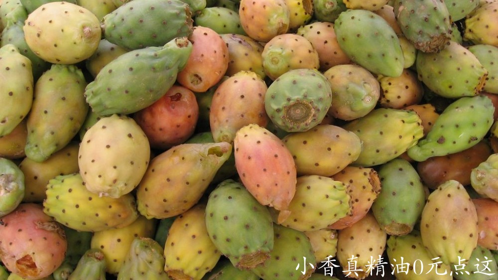 仙人掌opuntia-ficus-indica-fruit-16-9clue.jpg