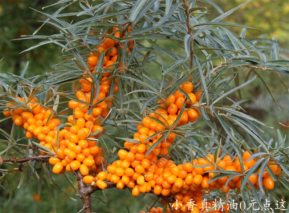 沙棘果Sea-Buckthorn.jpg