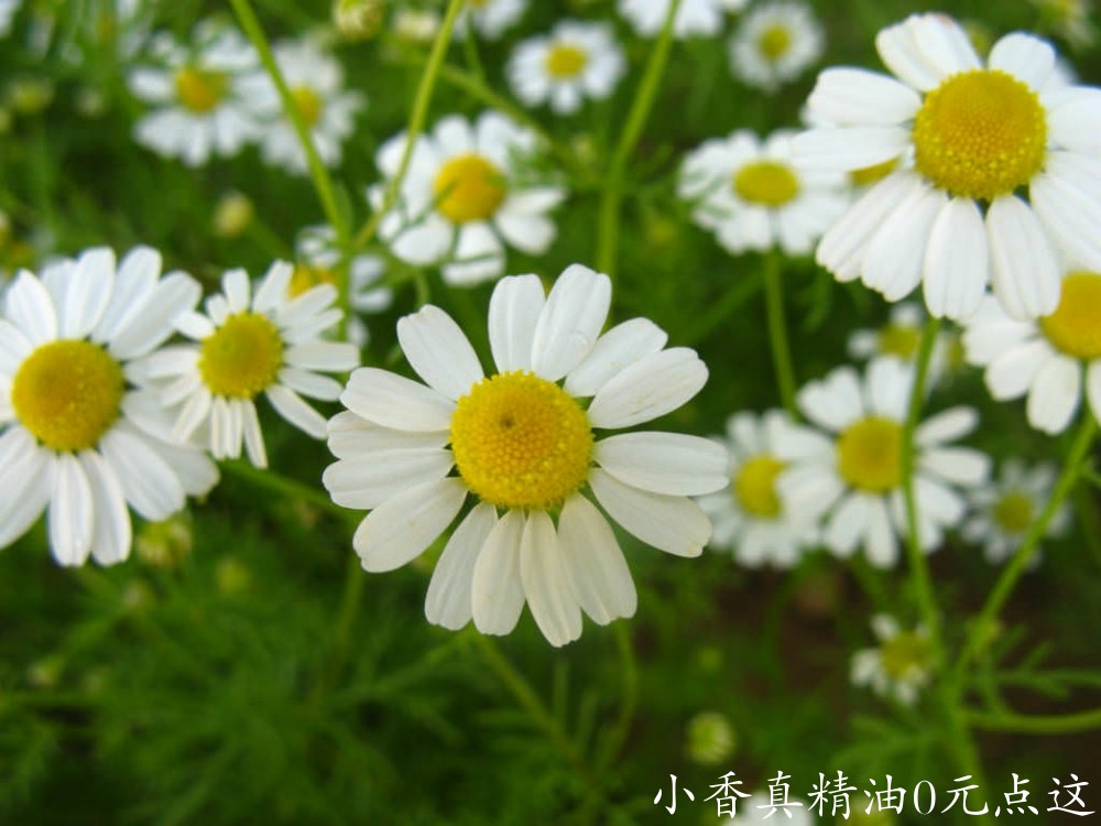 10040德国洋甘菊_罗马洋甘菊.jpg