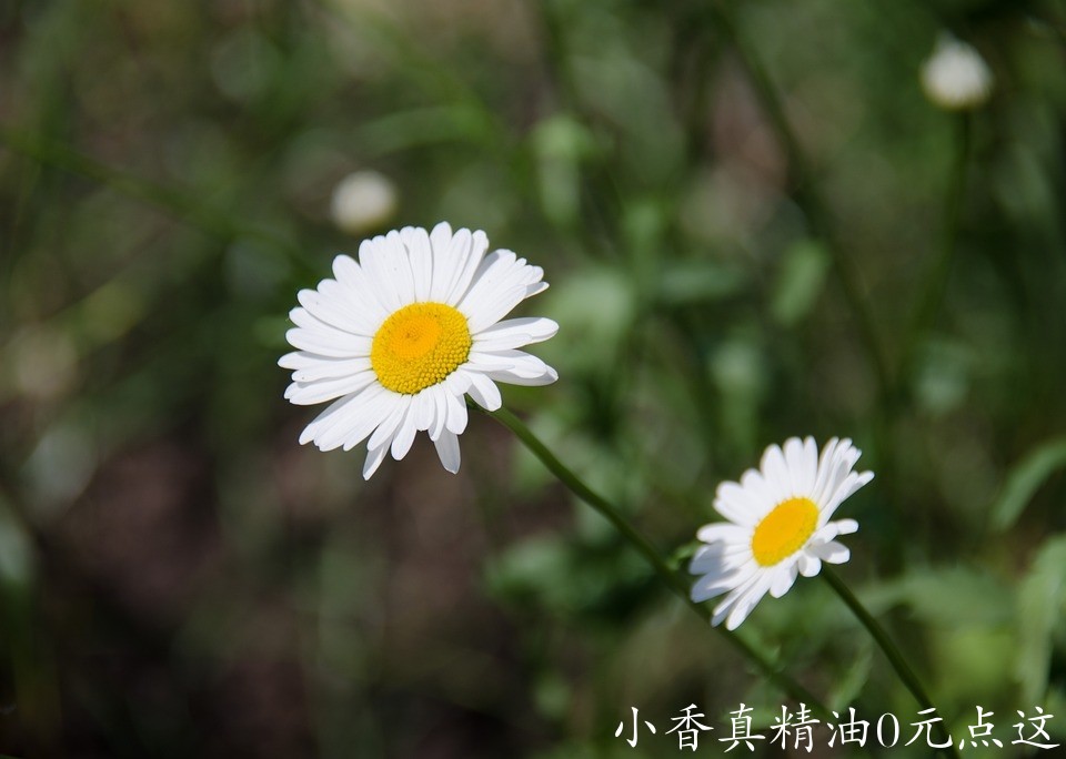 10081德国洋甘菊_罗马洋甘菊.jpg