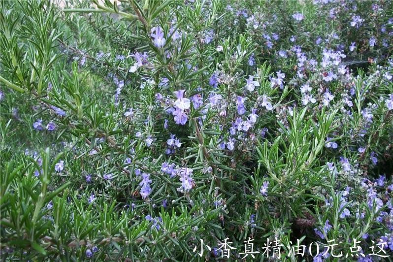 马鞭草酮迷迭香 rosemary verbenone-Rosmarinus Officinalis Verbenone 11.jpg