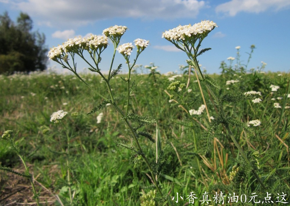 西洋蓍草achillea-millefolium.jpg