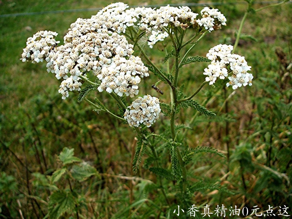 西洋蓍草Yarrow (Achillea millefolium) Drive to Springfield Farm Sapcote SP 4850 .jpg