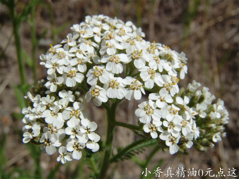 西洋蓍草Achillea millefolium-spring image-inflorescence.jpg