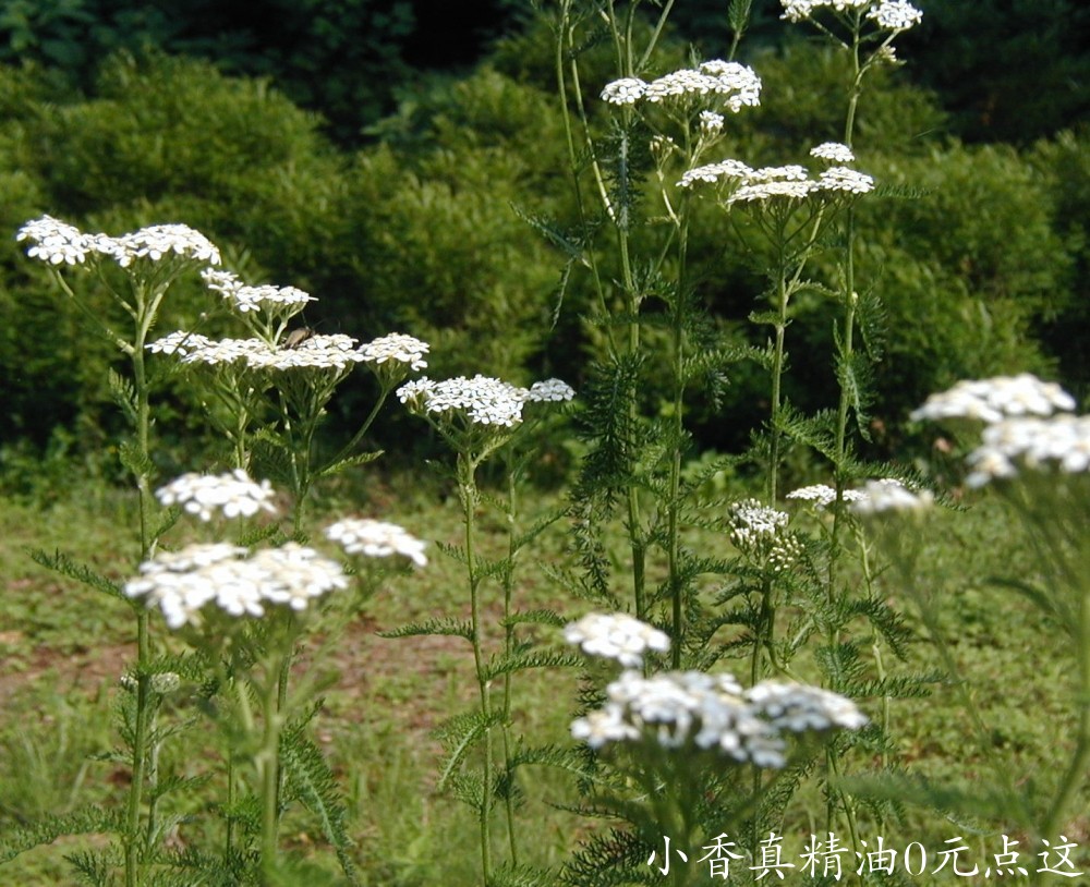 西洋蓍草yarrow-patch-flowers-side.jpg