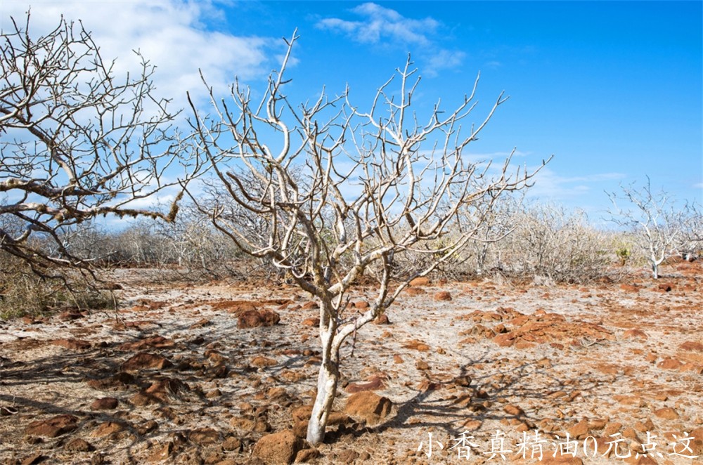 秘鲁圣木Palo-Santo-Incense-Trees-Galapagos-Islands-03.jpg