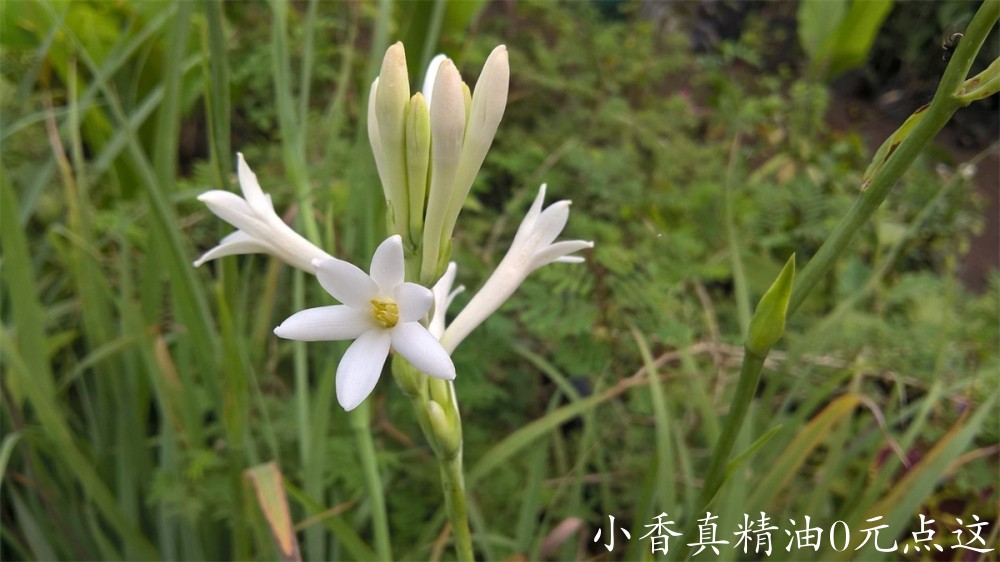 晚香玉Polianthes-tuberosa-bigstock-Agave-amica-tuberose-flower-a-389278750-1536x864.jpg