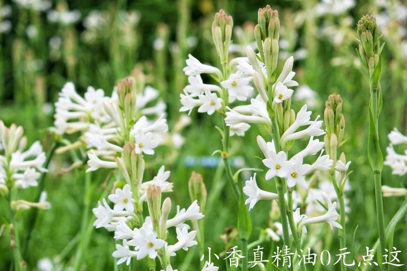 晚香玉273624-800x533-tuberose.jpg