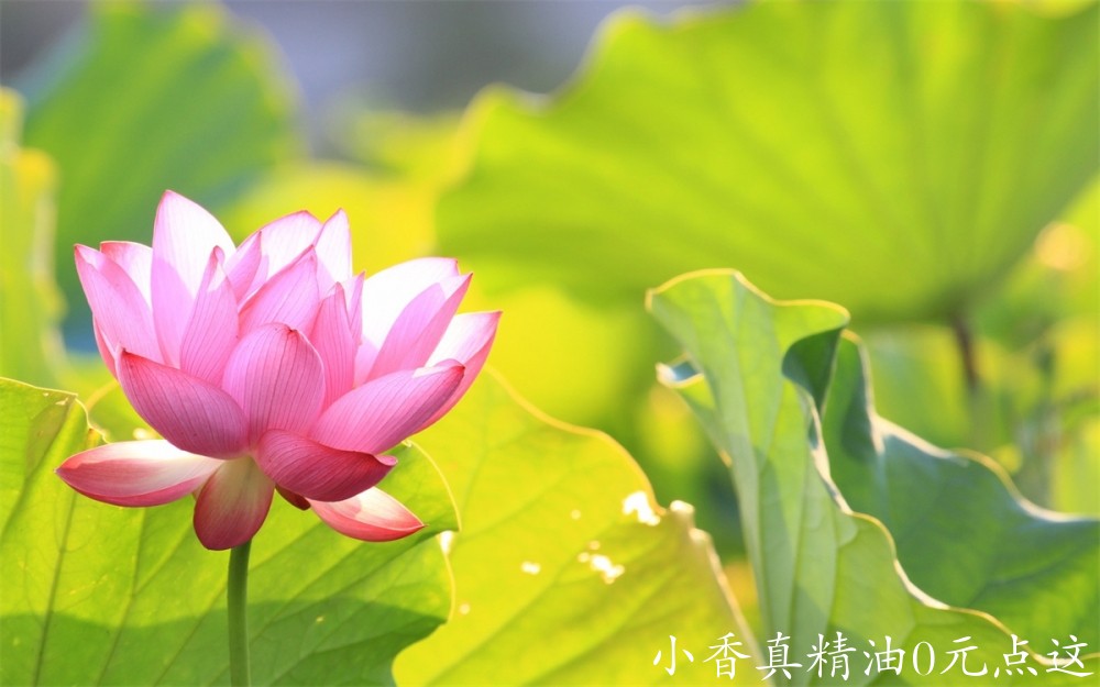 粉莲花green_leaves_with_pink_lotus-1920x1200.jpg