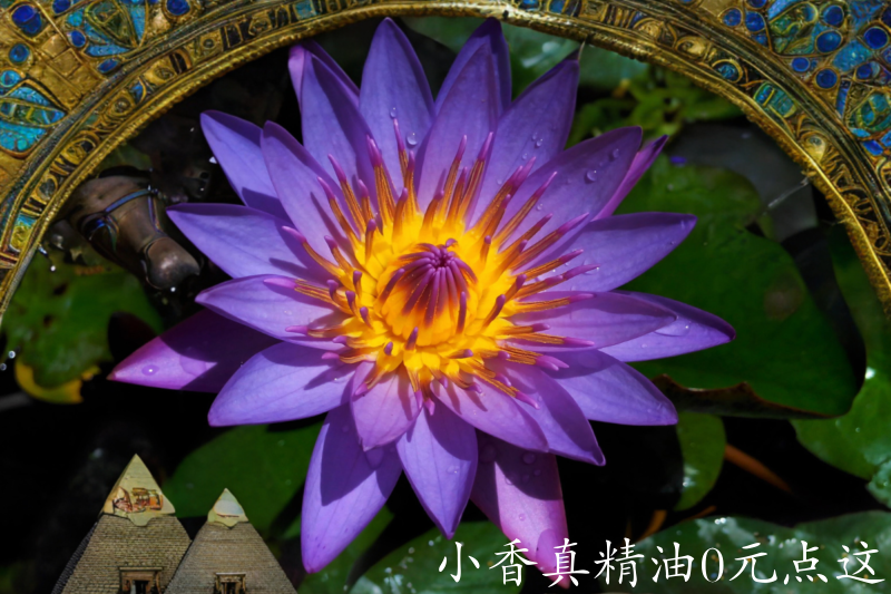 蓝莲花5.png