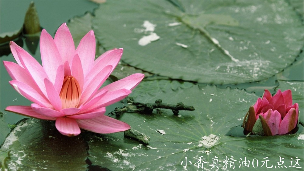 粉莲花5206_lotus-flower.jpg