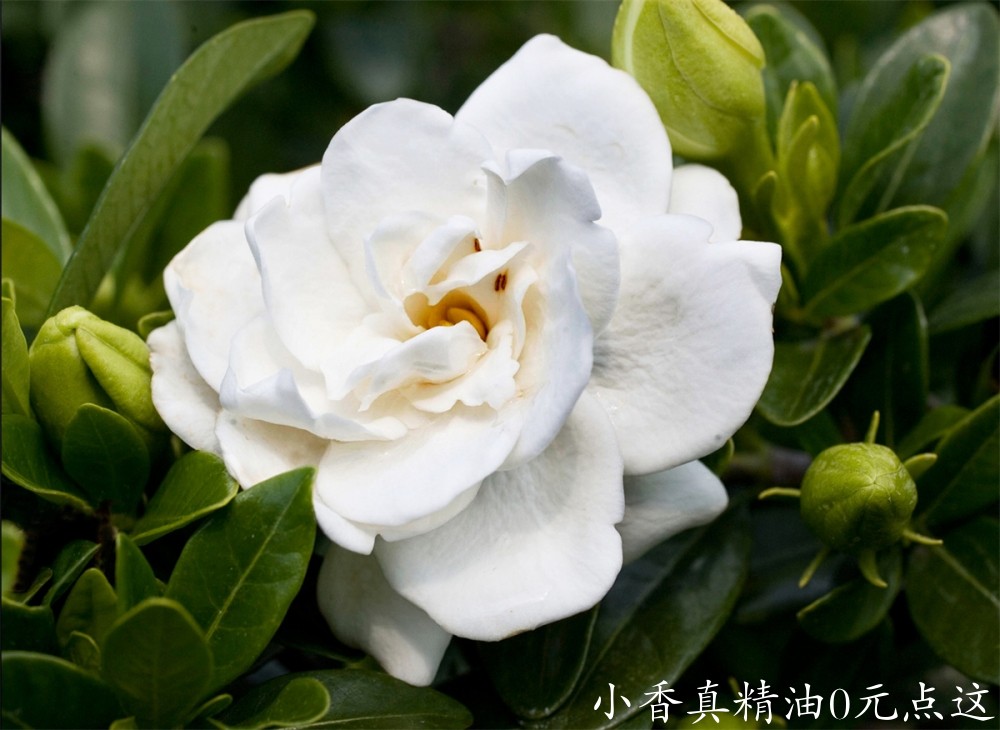 栀子花Gardenia-Crown-Jewel-002.jpg