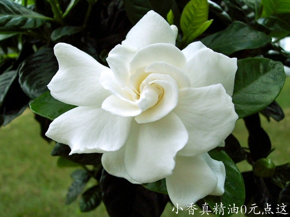 栀子花gardenias_2.jpg