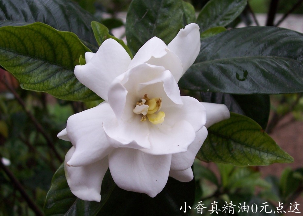 栀子花Gardeniaflower副本.jpg