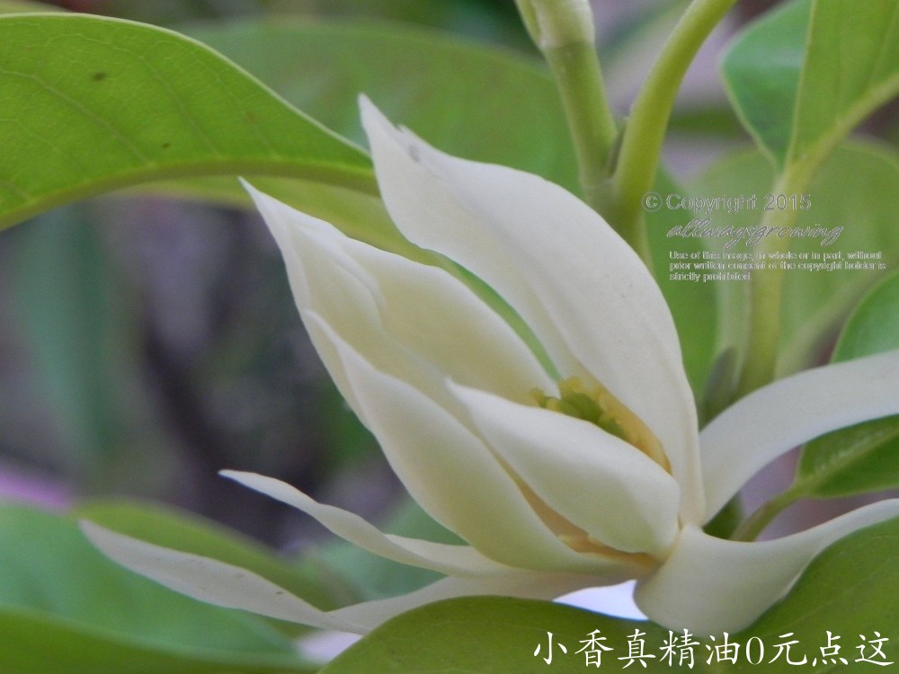 10003白兰花.michelia_alba_2_100663d52f2c0cb5e6060651d938475d174f3035.jpg