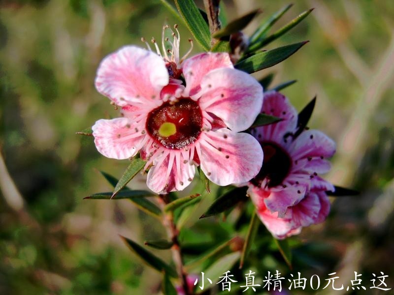 松红梅myrtaceae-leptospermum-scoparium-keatleyi-1.jpg