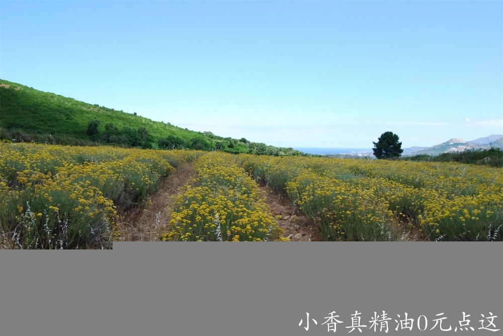 永久花immortelle-corse-3_50912318.jpg