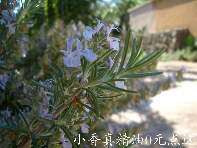 桉油醇迷迭香rosmarinus-officinalis2_5.jpg