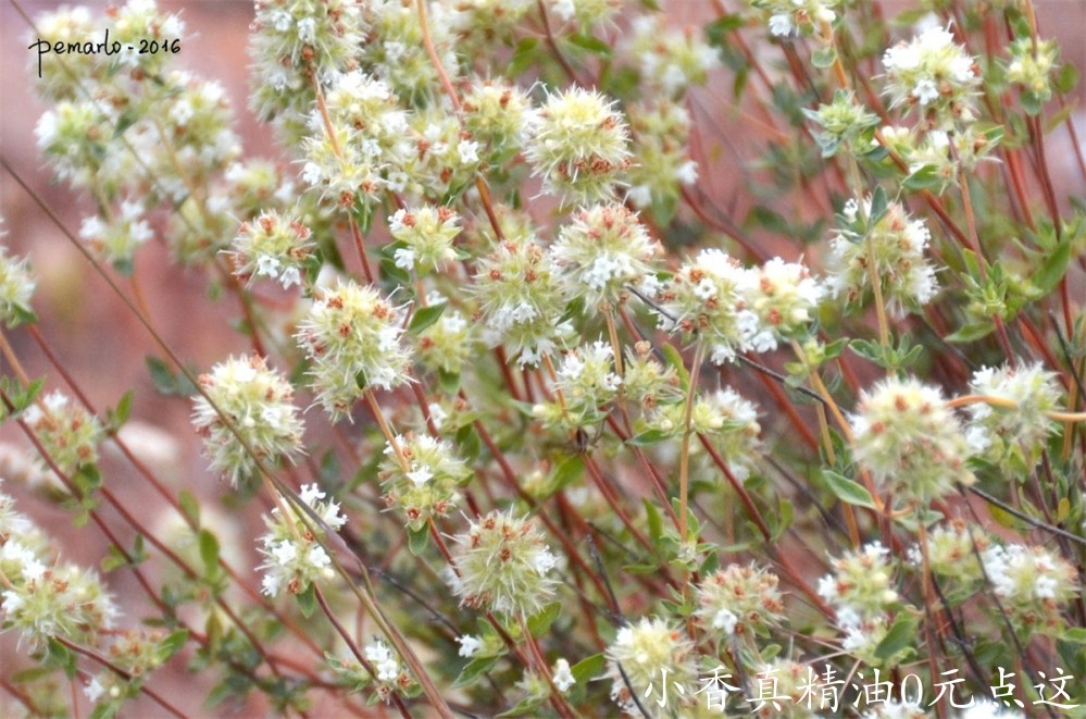 熏陆香百里香1Thymus mastichina-ARROYO BLANCO (MORATALLA) 25-6-2013_231.jpg