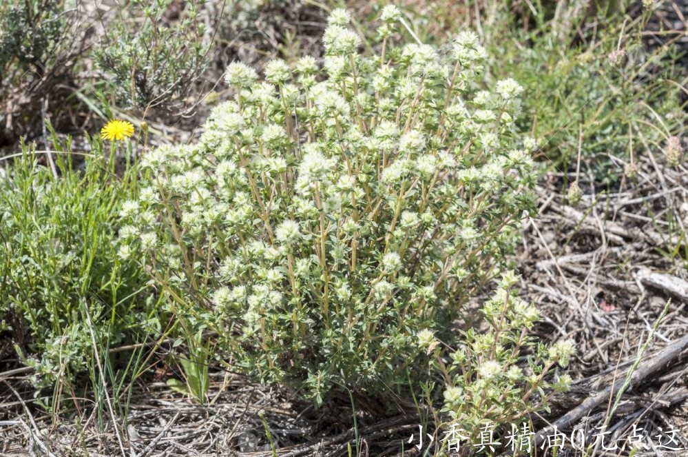 熏陆香百里香35878277-flowers-of-thymus-mastichina-it-is-endemic-to-the-central-i.jpg