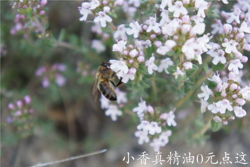 龙脑百里香(百里酚百里香)thyme borneol-Thymus Satureioides 11.jpg