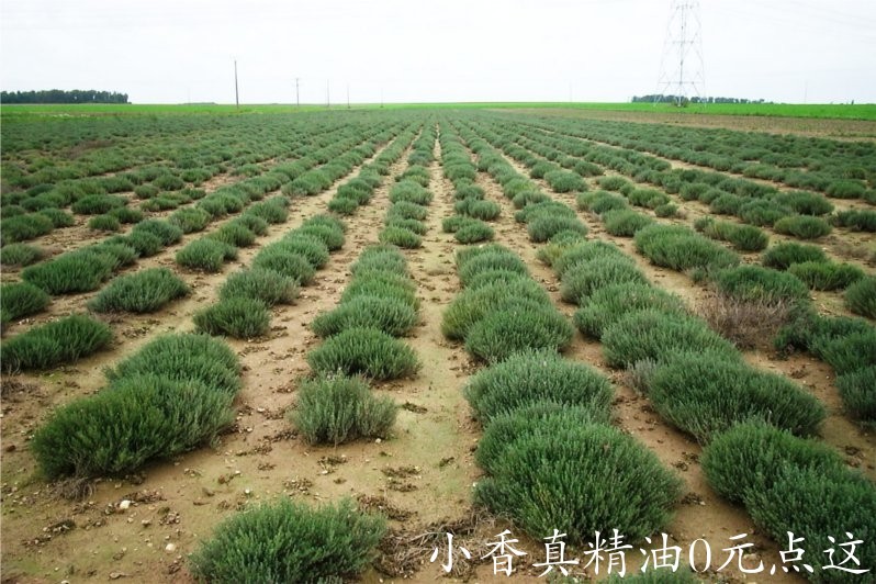 沉香醇百里香 thyme linalol-Thymus Vulgaris Linaloliferum 11.jpg