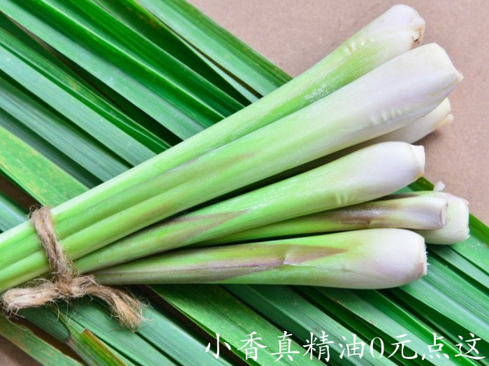 柠檬草lemongrass1.jpg