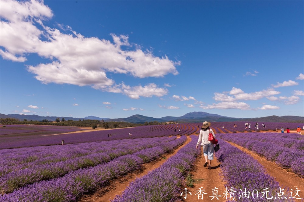 薰衣草bridestowe-lavender-banner-Mia-Glastonbury-wandering-the-fields-Bridestowe-17.jpg