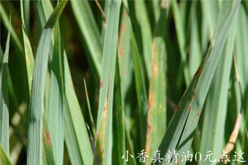 柠檬香茅(香茅草)lemongrass-Cymbopogon Citratus 11.jpg