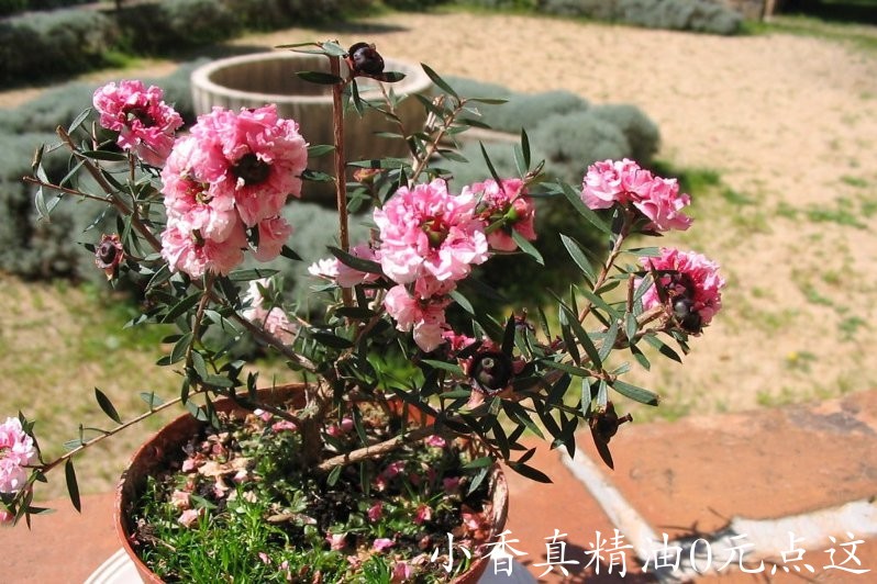 宋红梅（麦卢卡）manuka-Leptospermum Scoparium 22.jpg