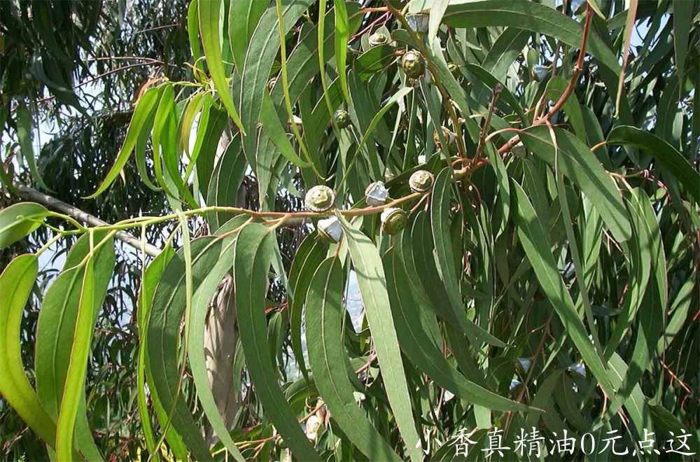 蓝胶尤加利Eucalyptus-globulus.jpg