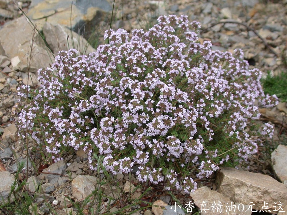 沉香醇百里香Thyme in Flower s.JPG