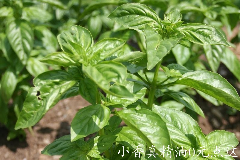 热带罗勒Tropical Basil-Ocimum Basilicum 11.jpg