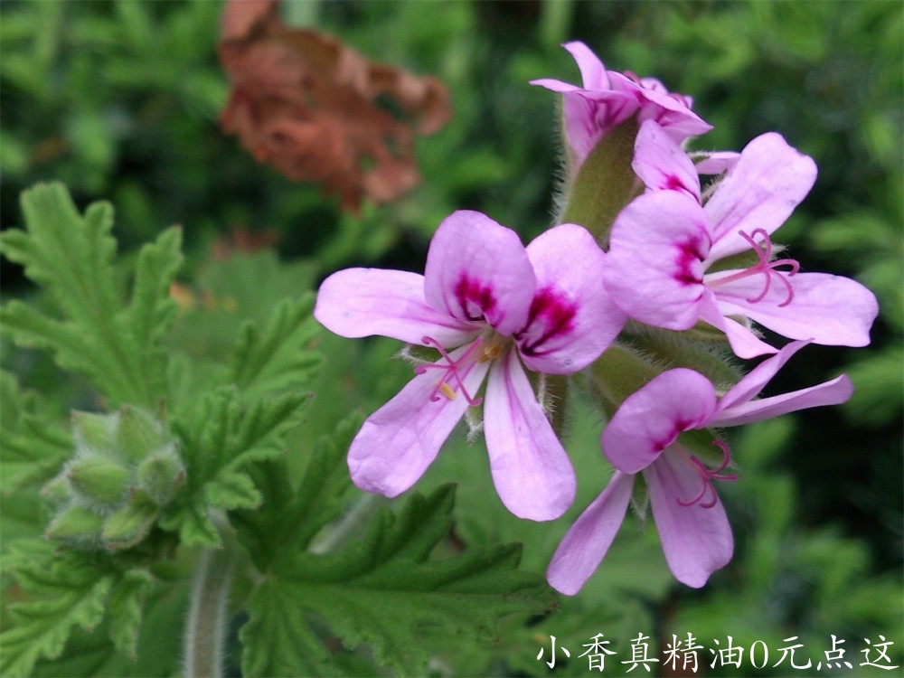 玫瑰天竺葵00_rosegeranium_DSC_0515.jpg