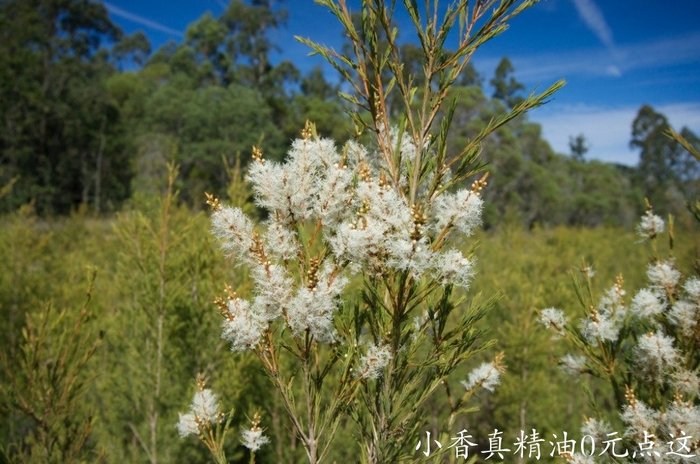 茶树开花14540355516655866.jpg