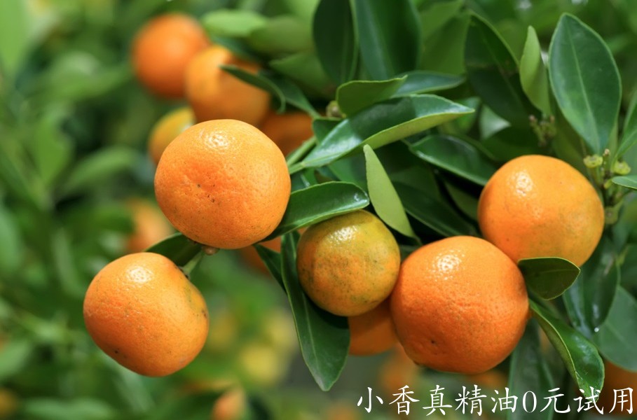 蜜桔mandarin_x.jpg