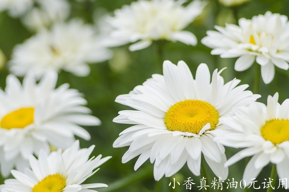 10077德国洋甘菊_罗马洋甘菊.jpg