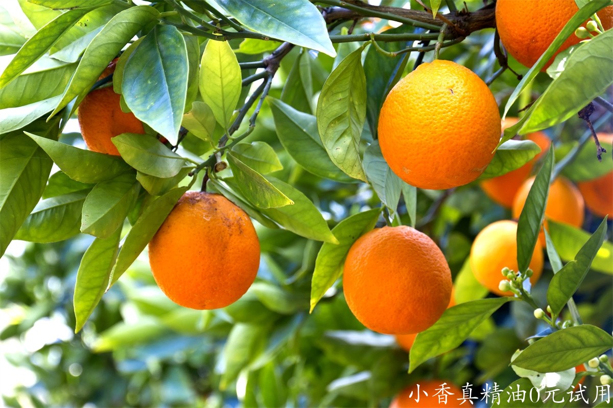 甜橙Kneemail-Orange-Tree.jpg