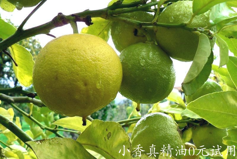 佛手柑Citrus-bergamia.jpg