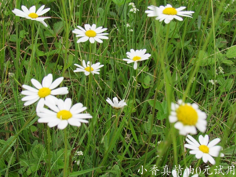 10076德国洋甘菊_罗马洋甘菊.jpg