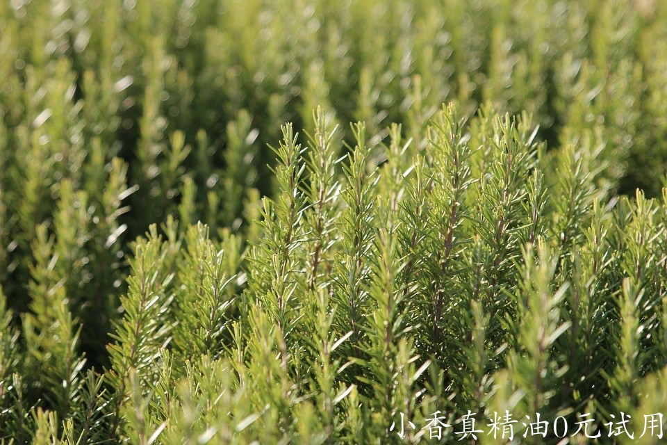 迷迭香rosemary-photo by samueles on pixabay.jpg