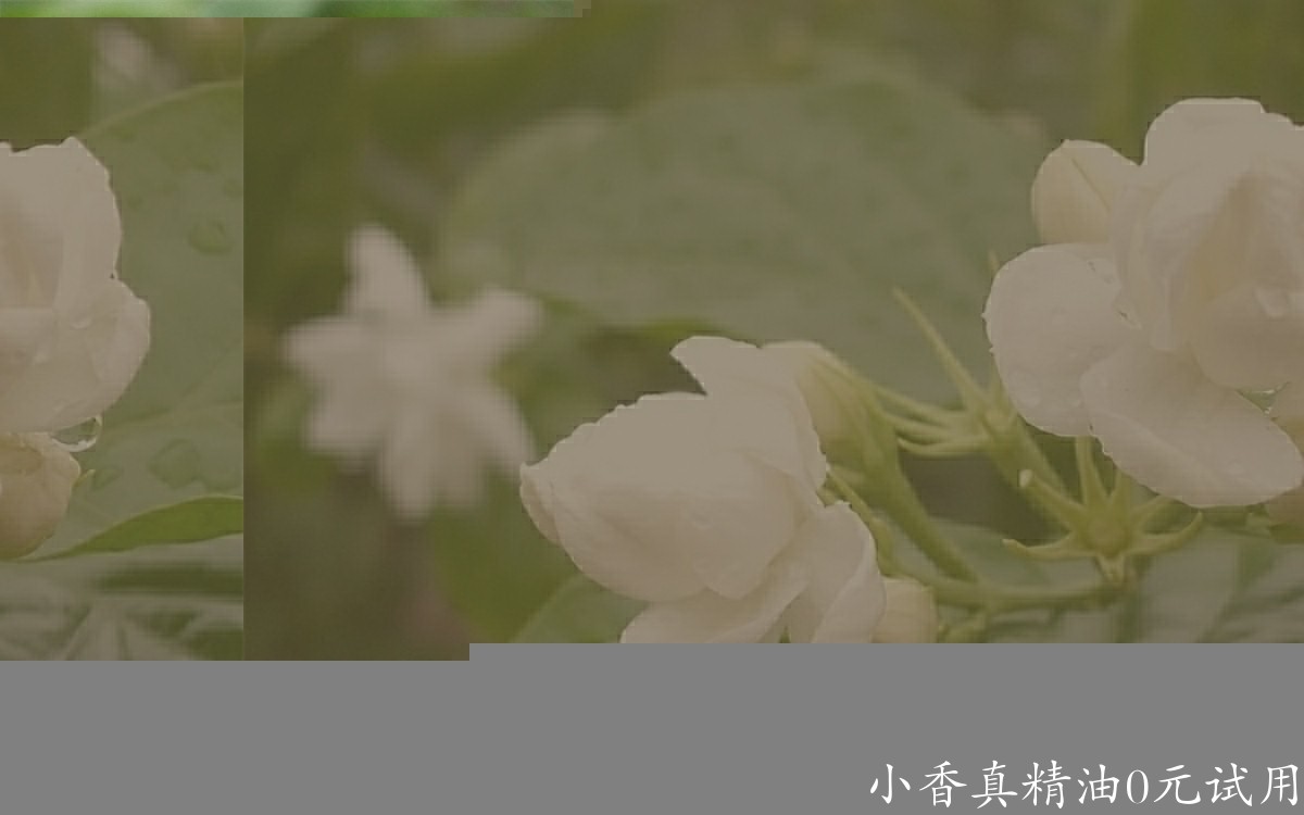 茉莉花1418633882721839537.jpg