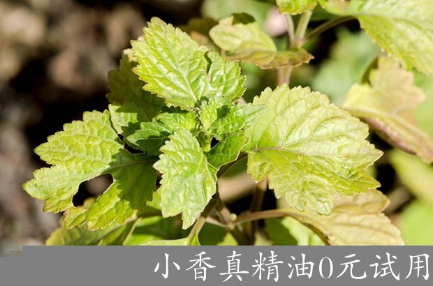 广藿香huile-essentielle-patchouli.jpg