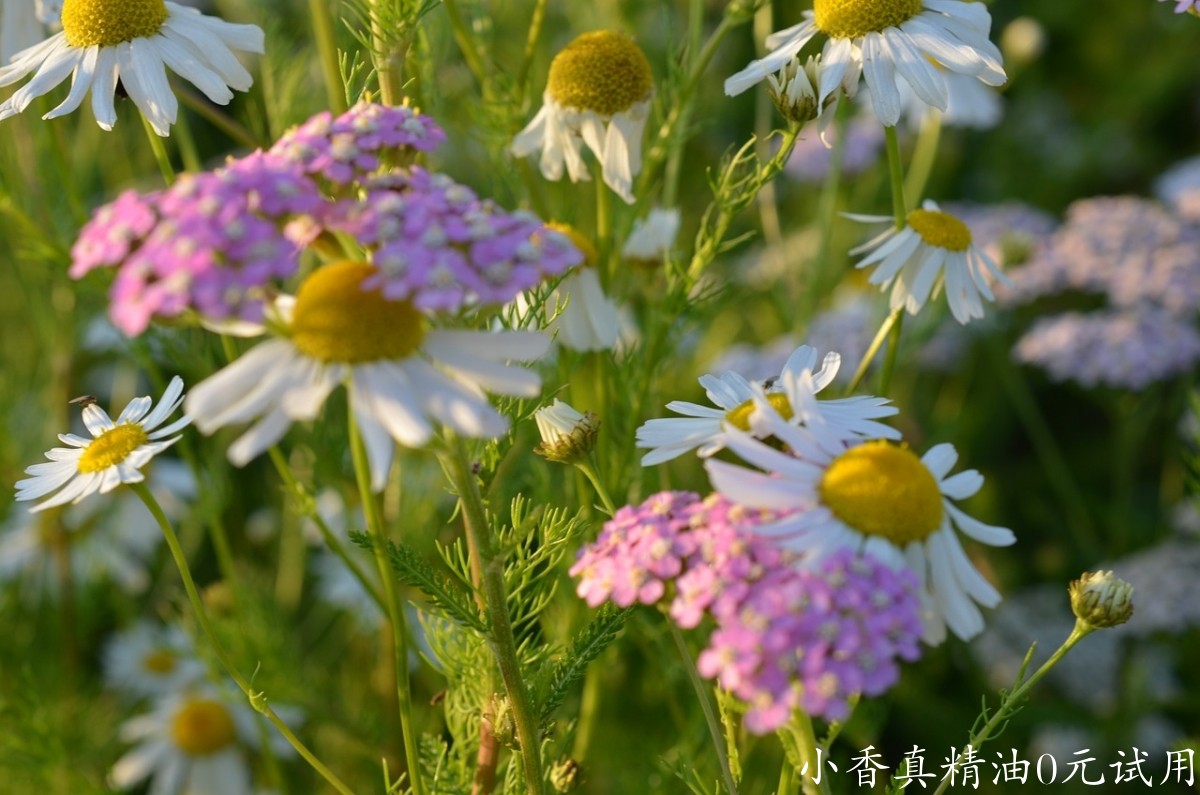 10059德国洋甘菊_罗马洋甘菊.jpg