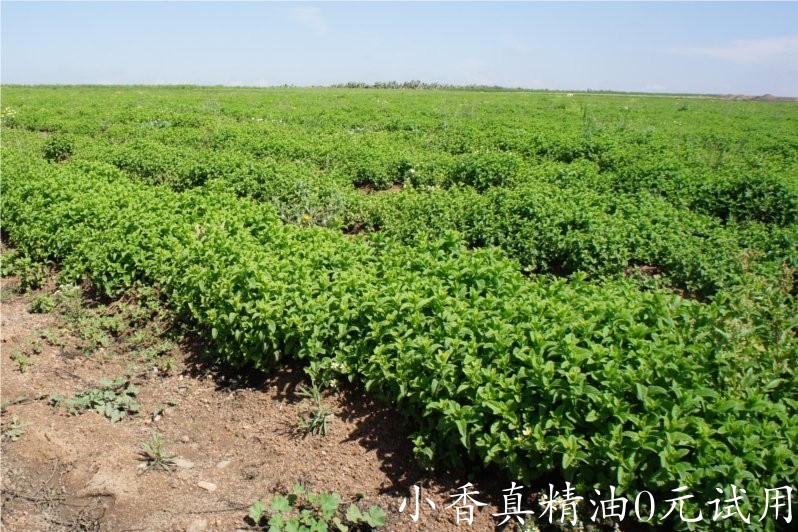 绿薄荷(荷兰薄荷)spearmint-Mentha Spicata 22.jpg