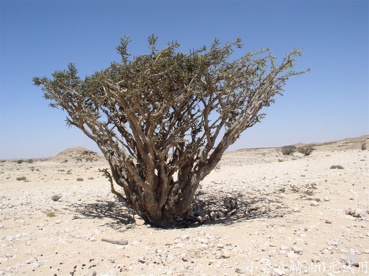 乳香Boswellia_sacra_in_Wadi_Dowkah_(Dhofar).JPG