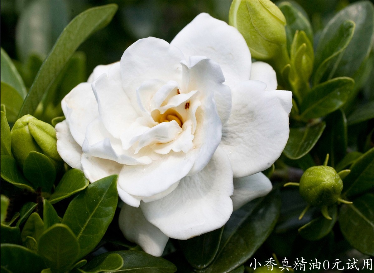 栀子花Gardenia-Crown-Jewel-002.jpg