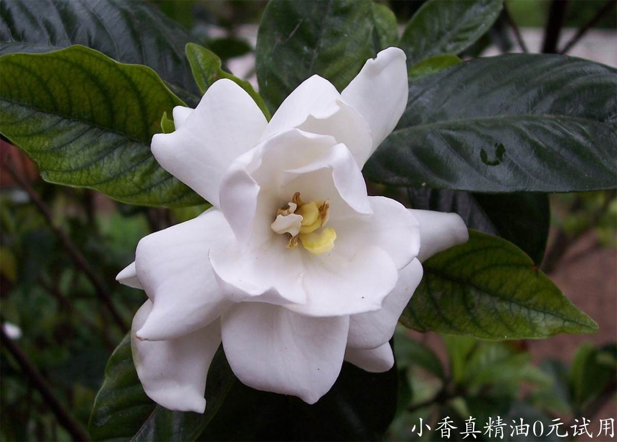 栀子花Gardeniaflower副本.jpg