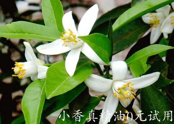 橙花 neroli-Citrus Aurantium1.jpg